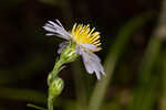 White panicle aster